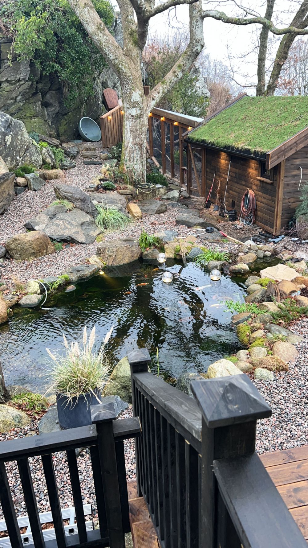 lizard pond