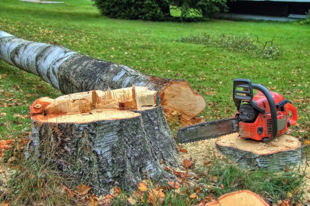 Topcutting in North Zealand