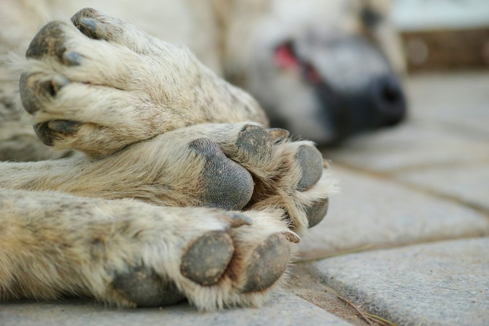 home euthanisation