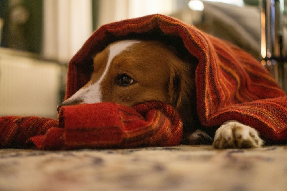 home euthanisation