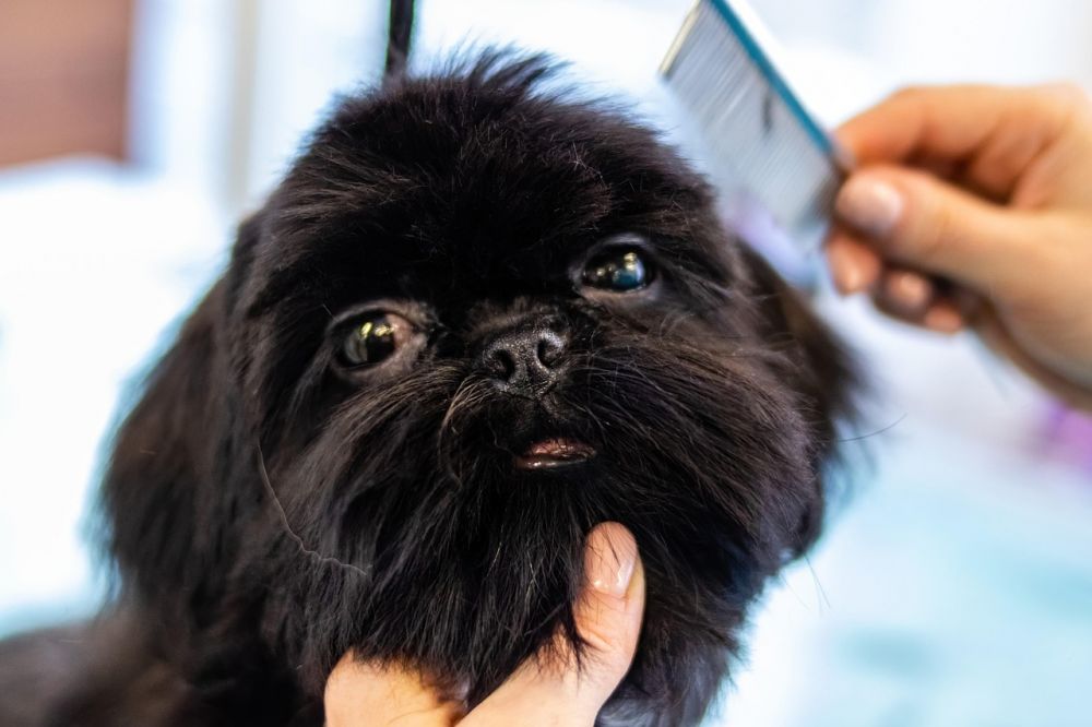 dog training stockholm