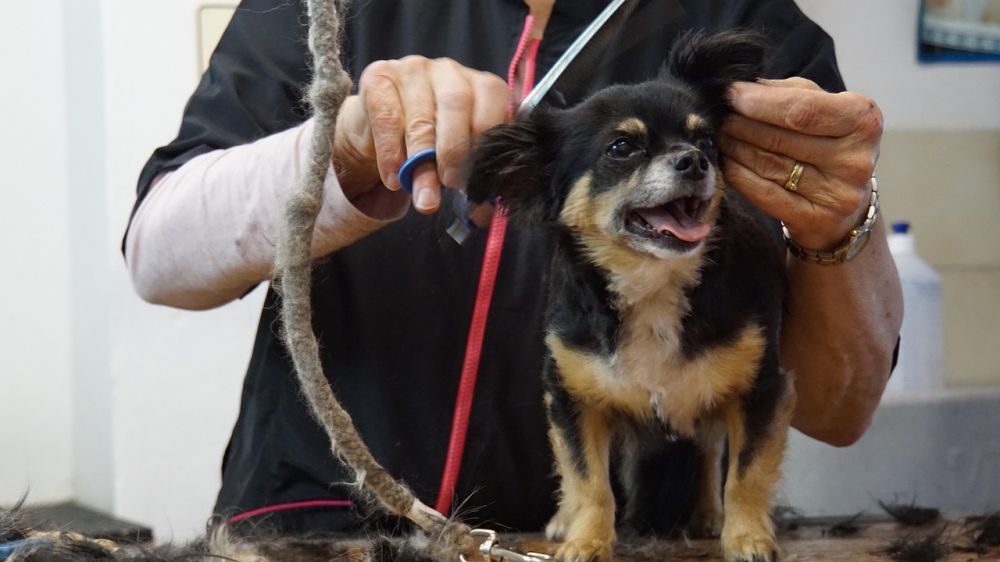 dog training stockholm