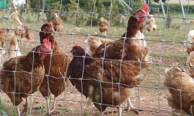 steel fences
