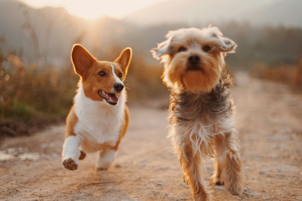 dog training