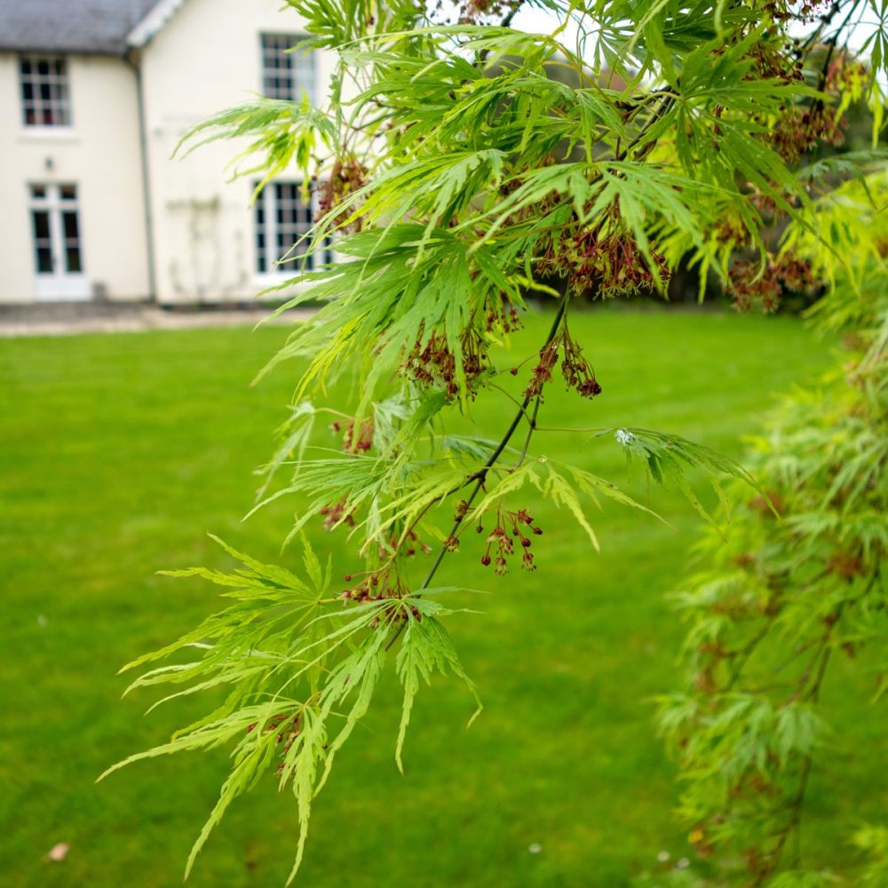 Garden shrubs