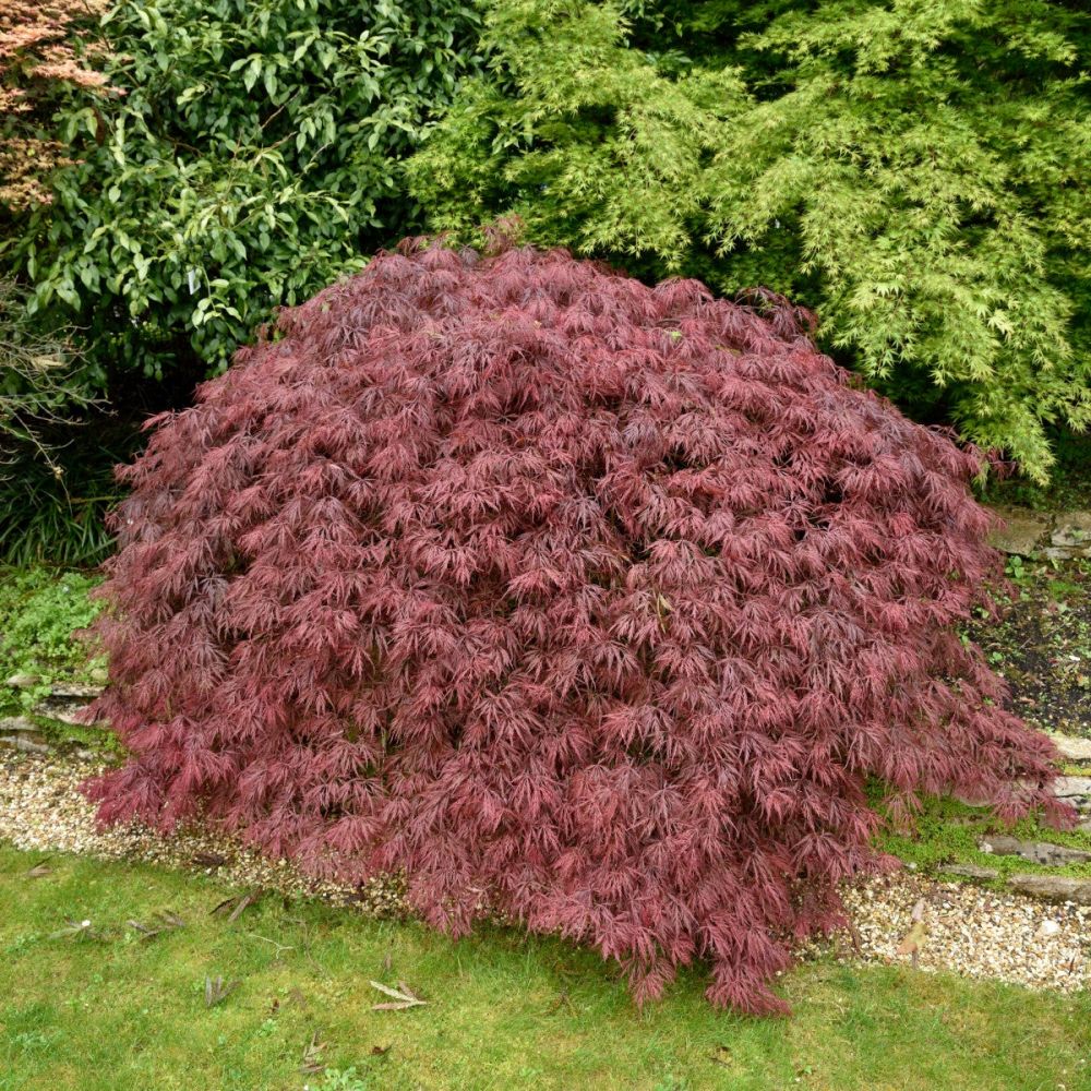 Garden shrubs