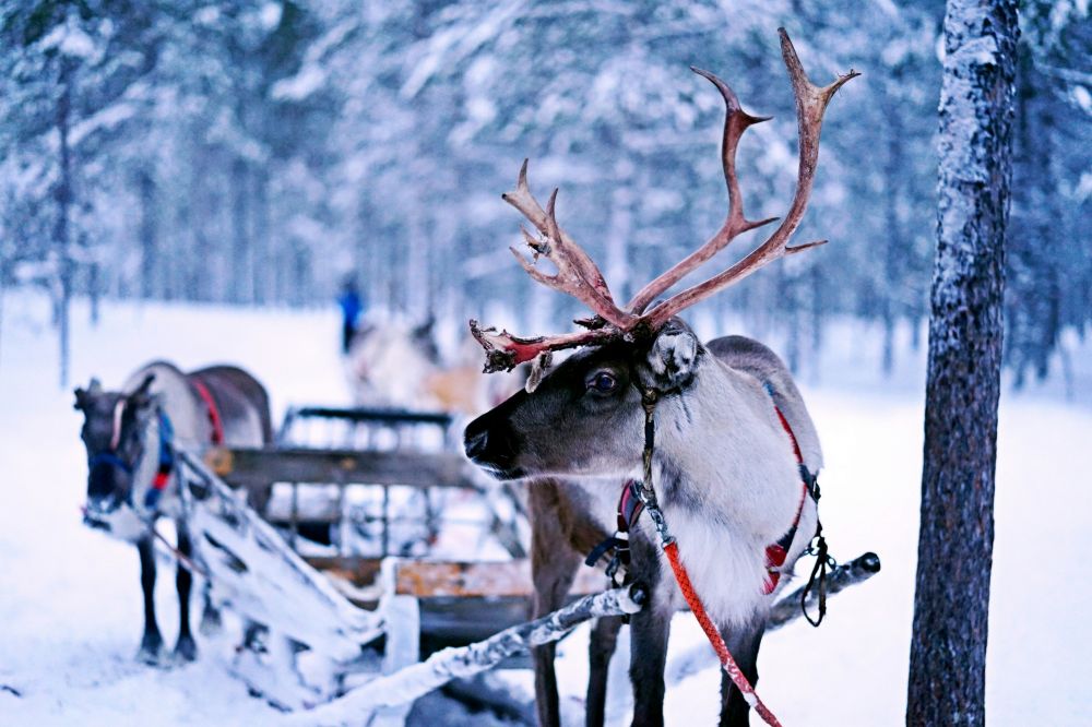 reindeer