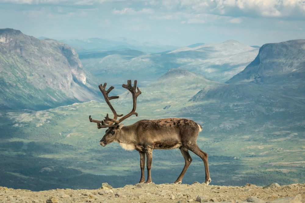 reindeer