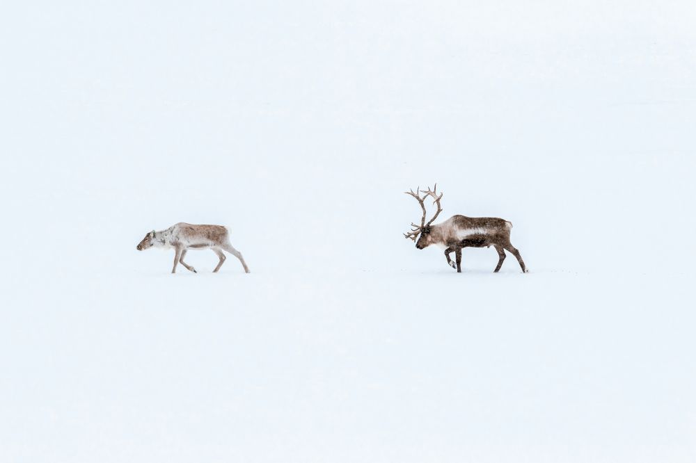 reindeer