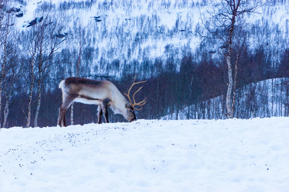 reindeer
