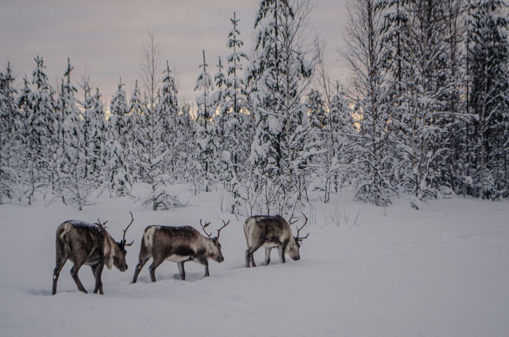 reindeer