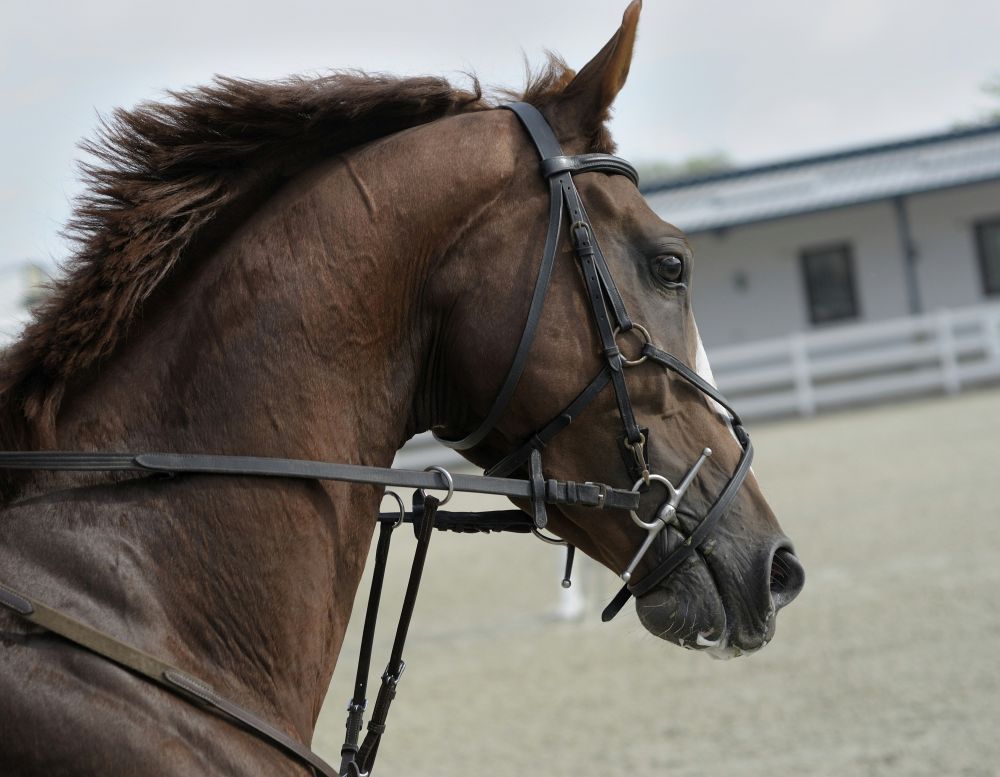 horse equipment