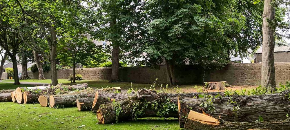 tree services