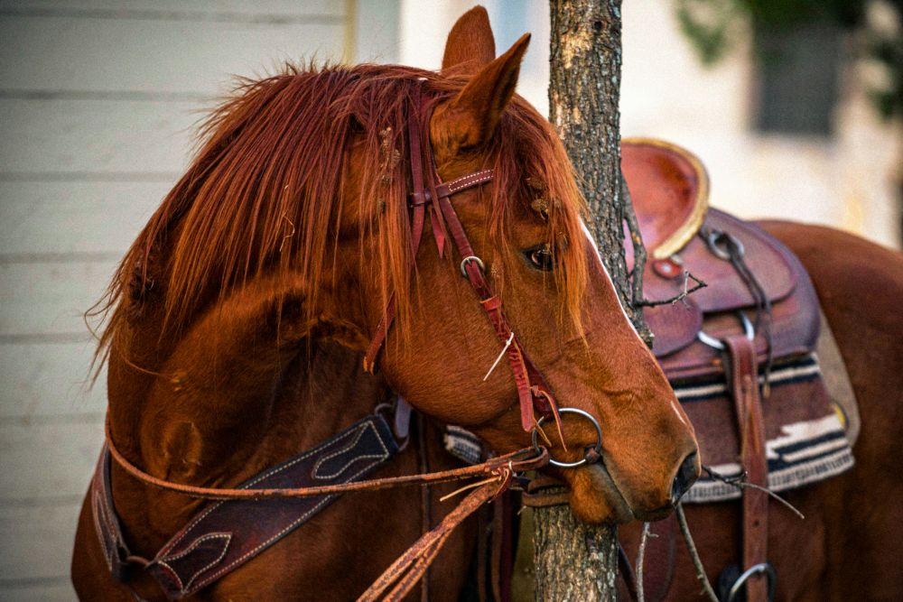 equestrian equipment