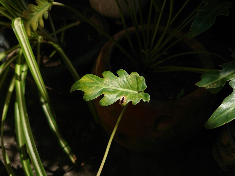 Framtid & Innovation