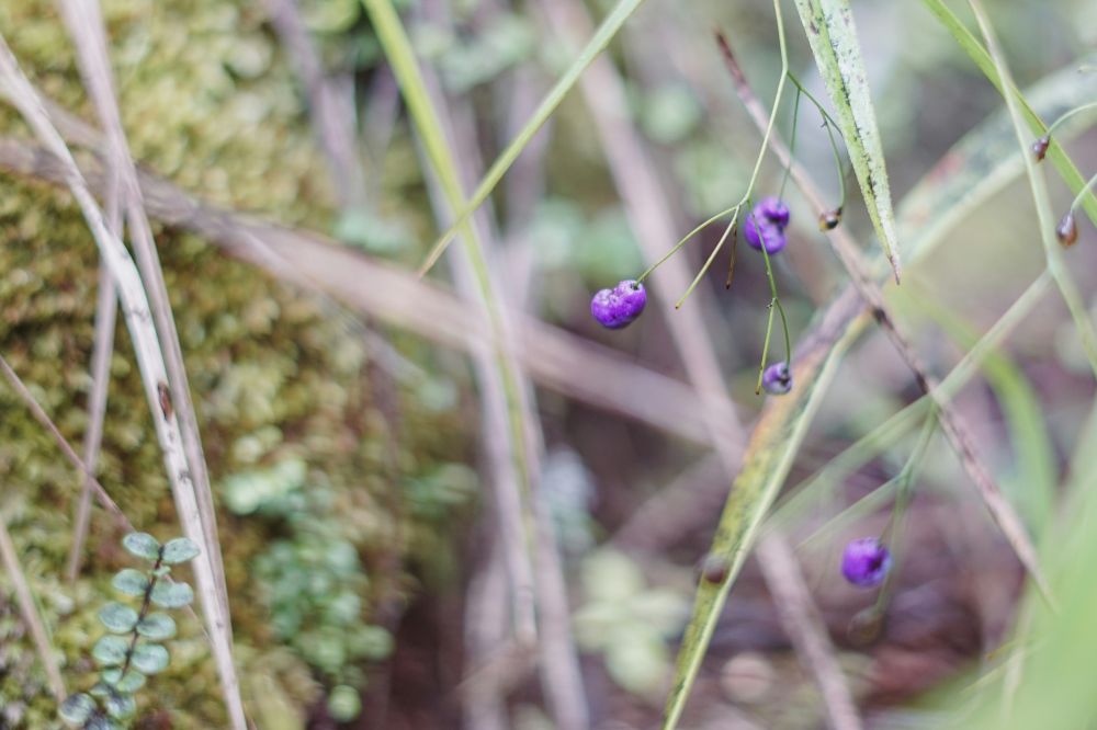 Aronia shot