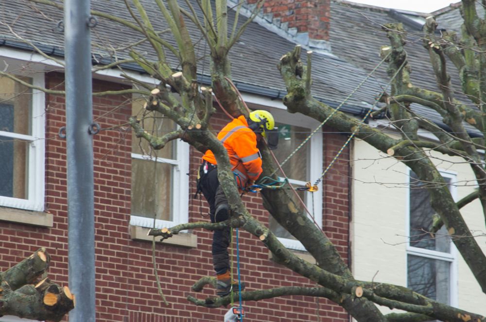 arborist Bromma