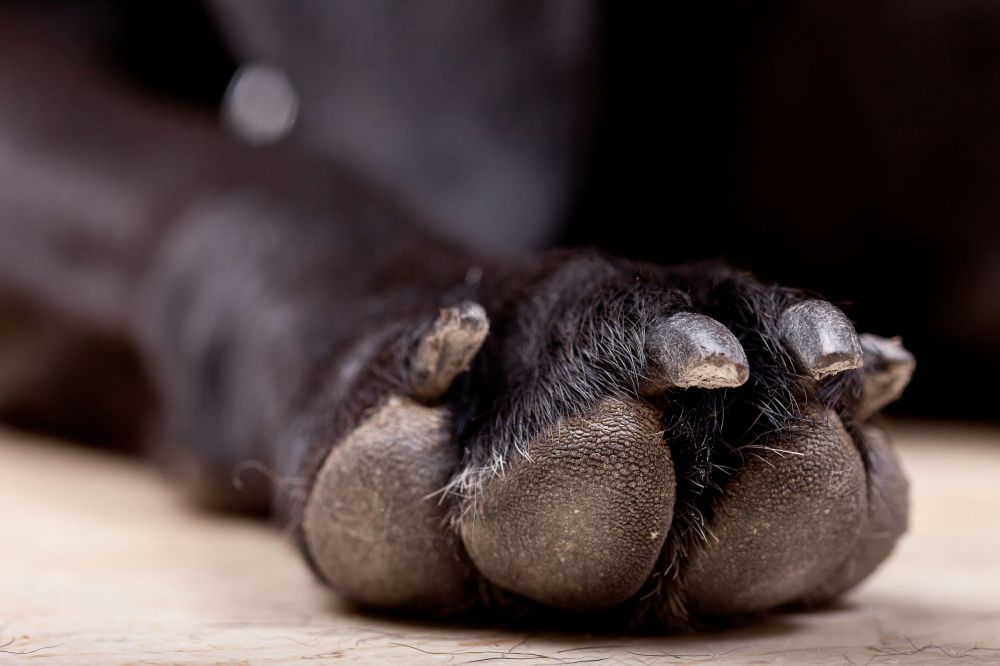 potetrimmer til hunde