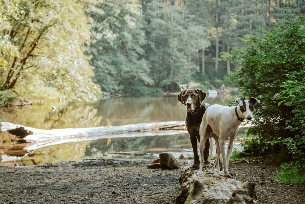 hund dagis Sollentuna