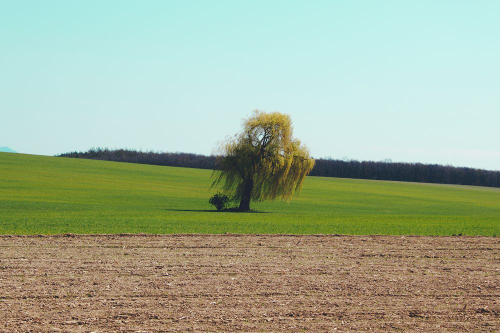 Willow tree