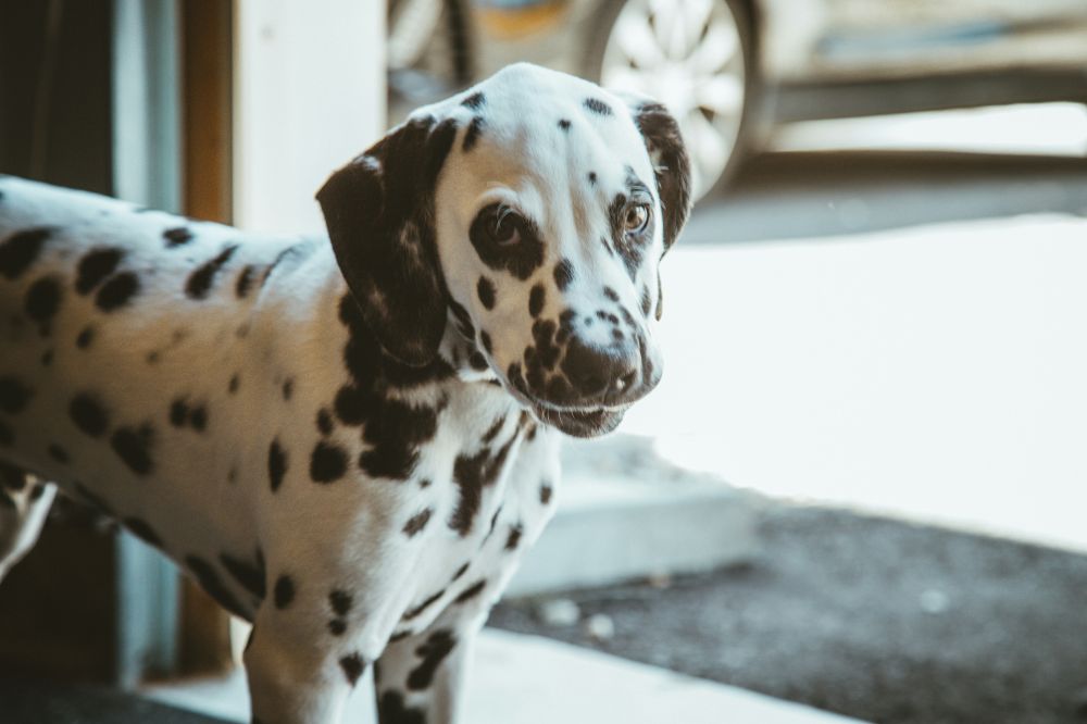 Klippemaskin til hund - Hva bør du velge?