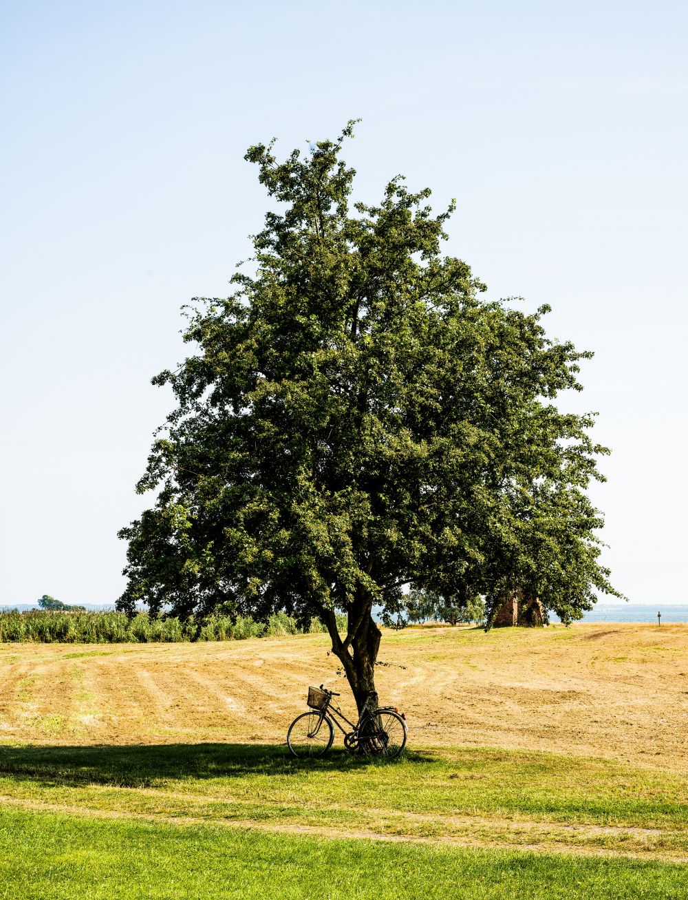 trädfällning Skåne