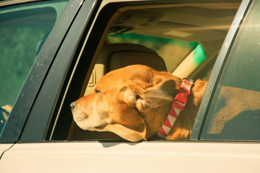 Resor & Roadtrips