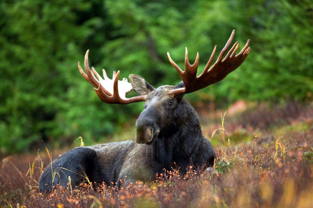 Moose park