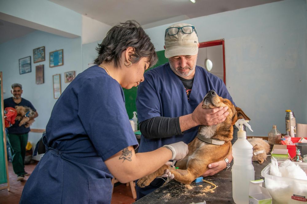 affärssystem veterinär