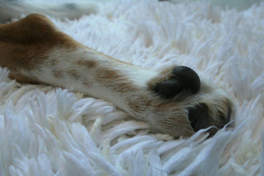 potetrimmer til hunde