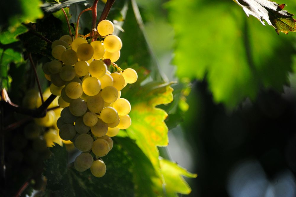 Teknik & Digitalisering