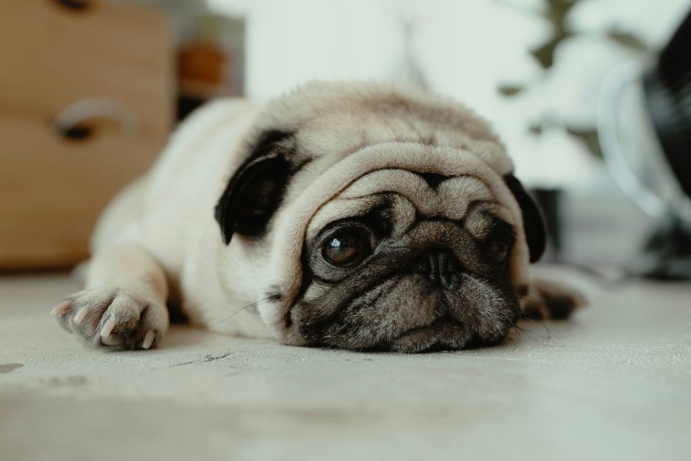 krave til hunde