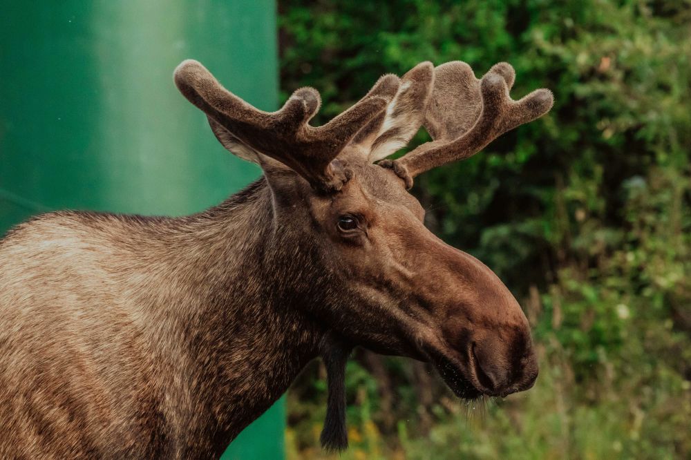 Moose park