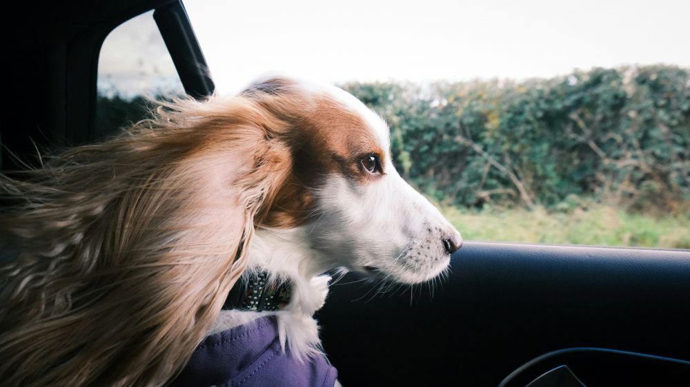 Resor & Roadtrips