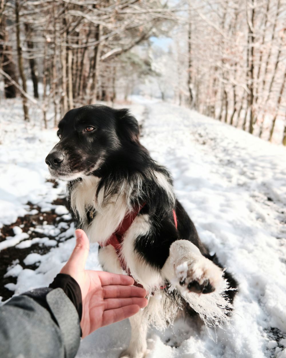 hundetræning