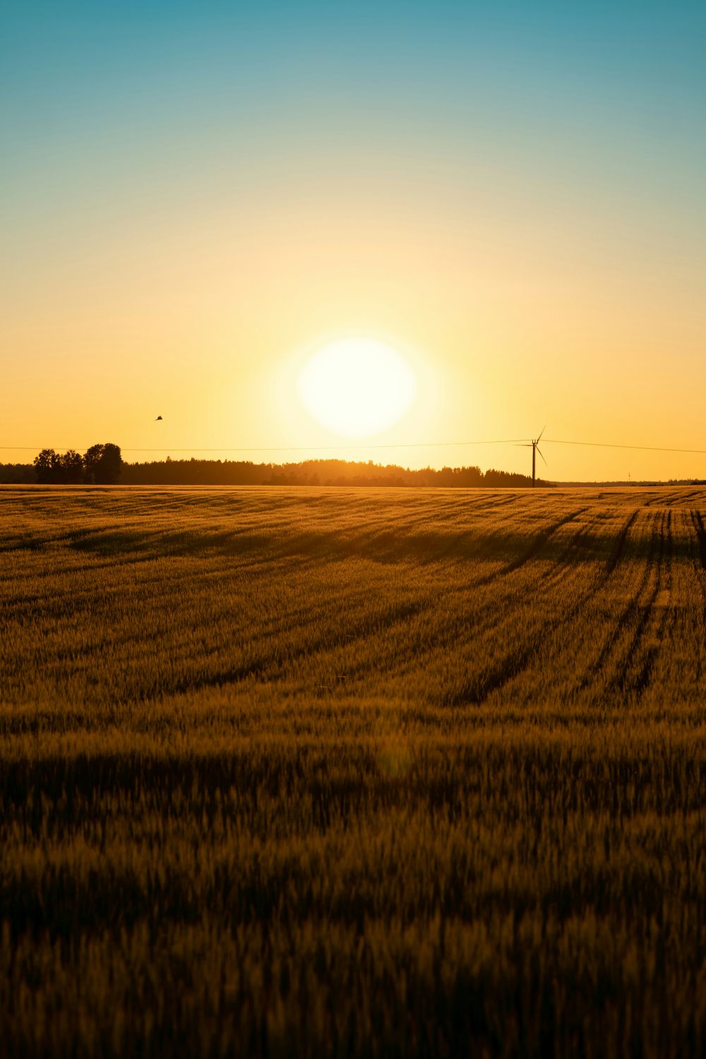 Branschspecifika trender