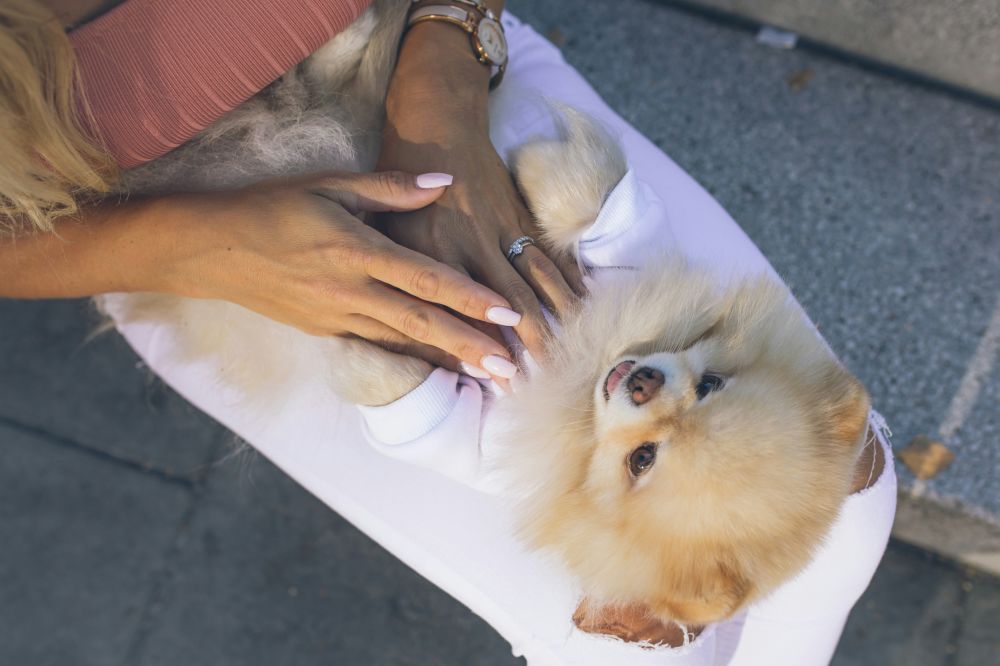 hund massage