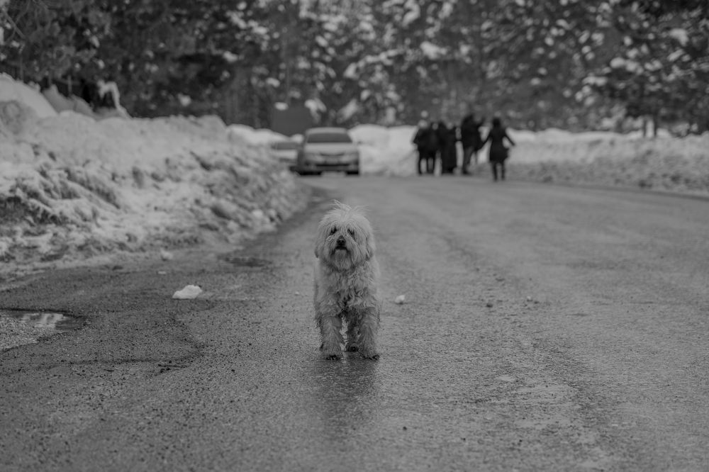 Vinterjakke til Hund