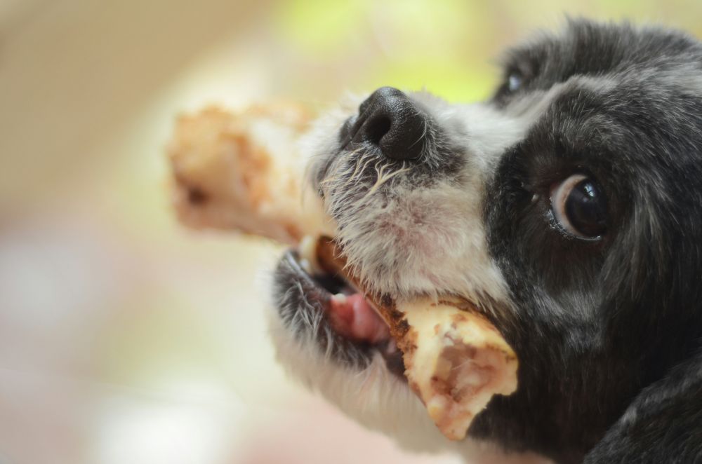 kødben hund