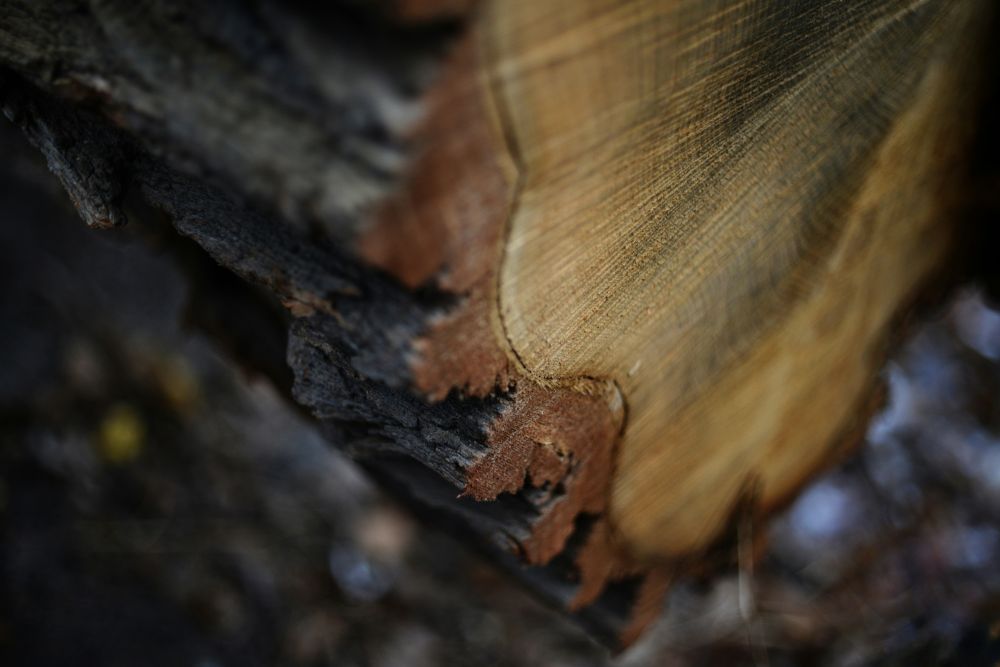 Leje af flishugger Sj&aelig;llands Odde