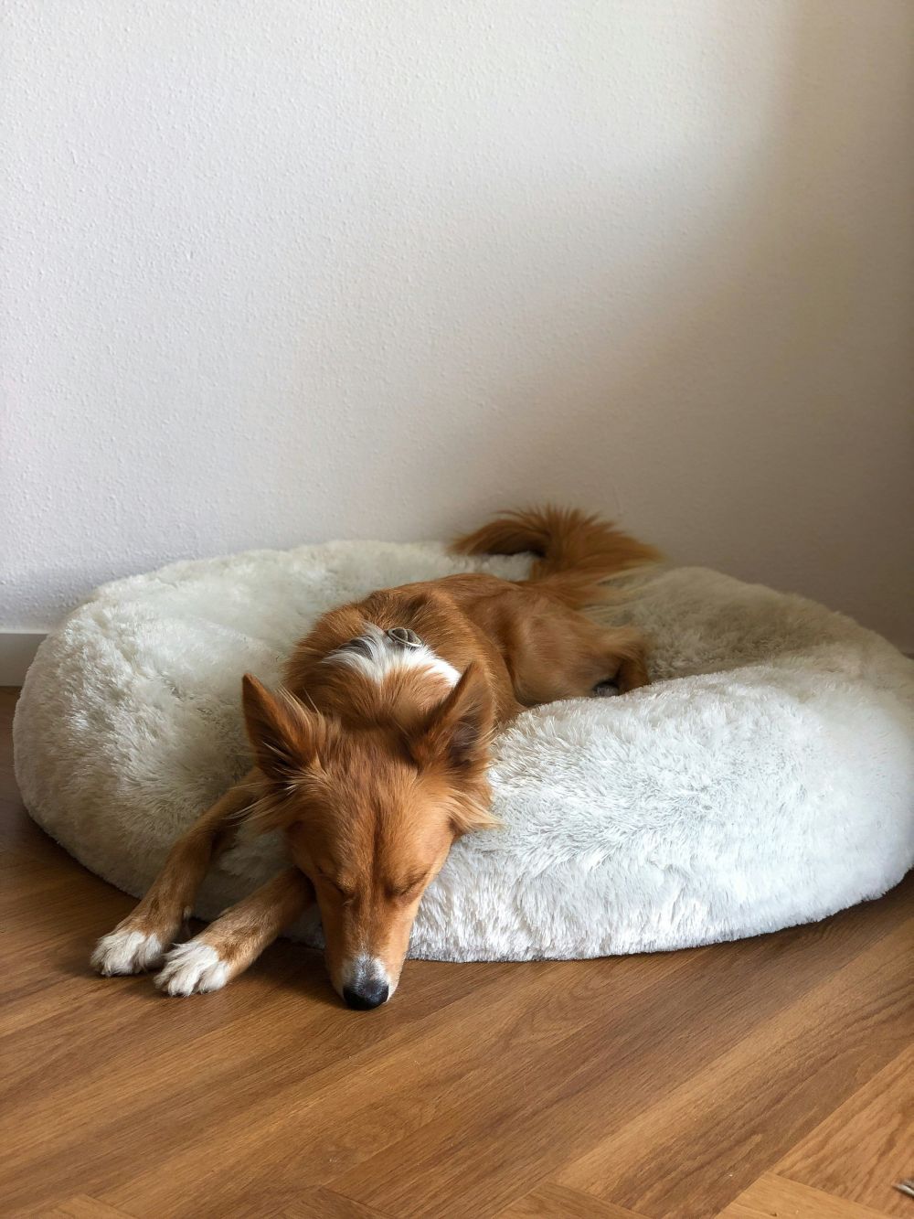hundeseng