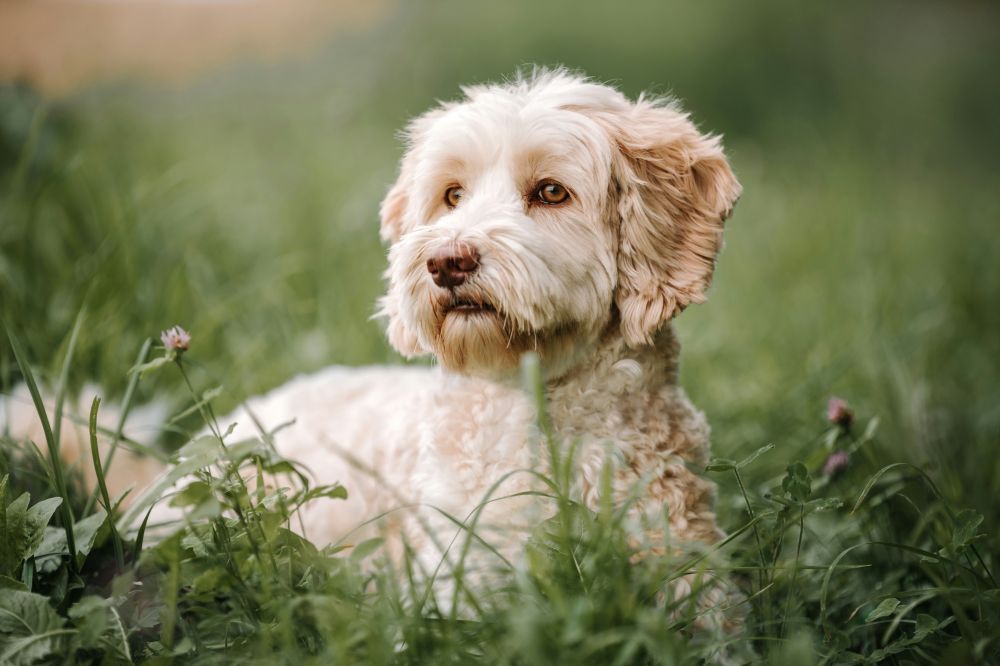 Australian Labradoodle