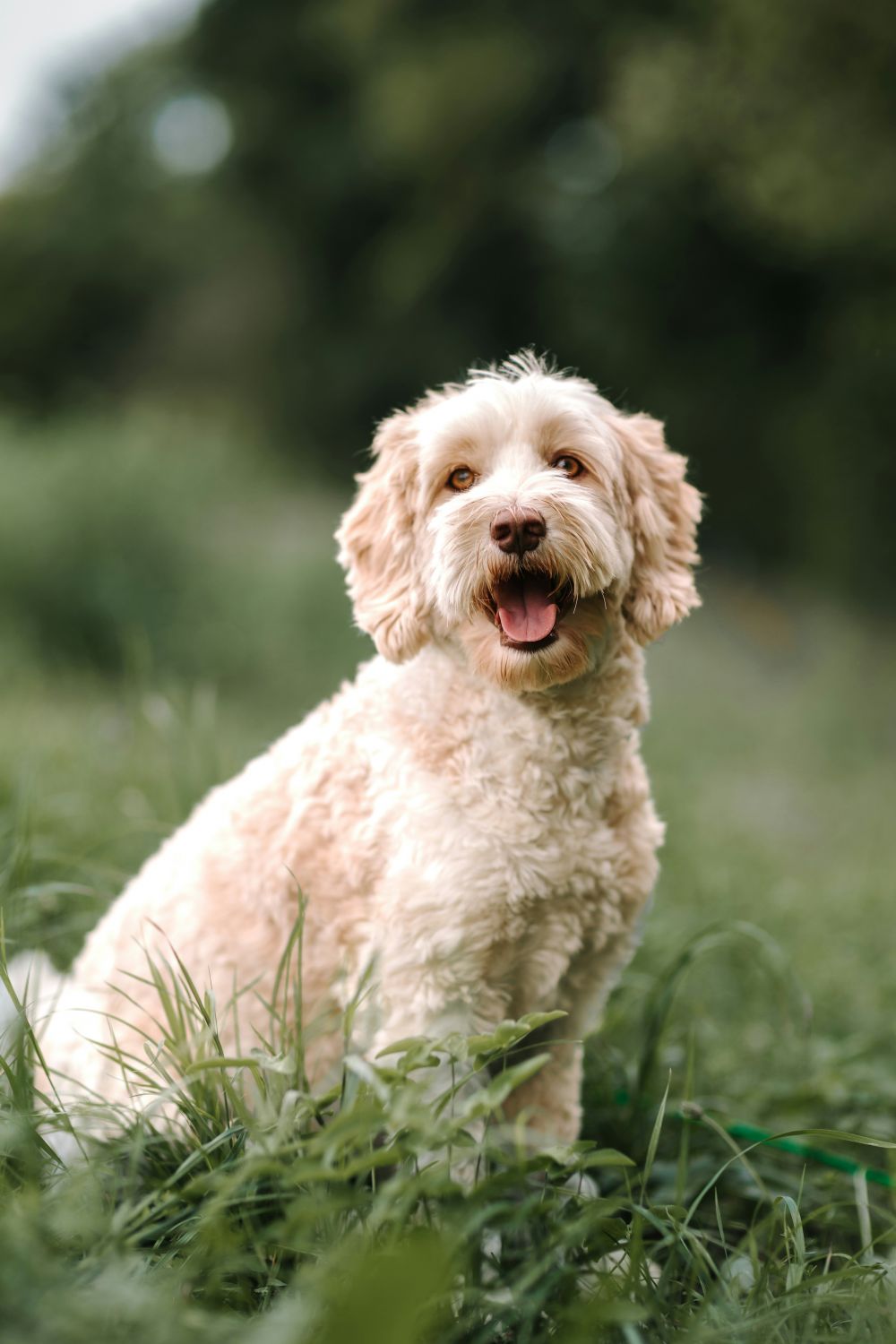 Australian Labradoodle