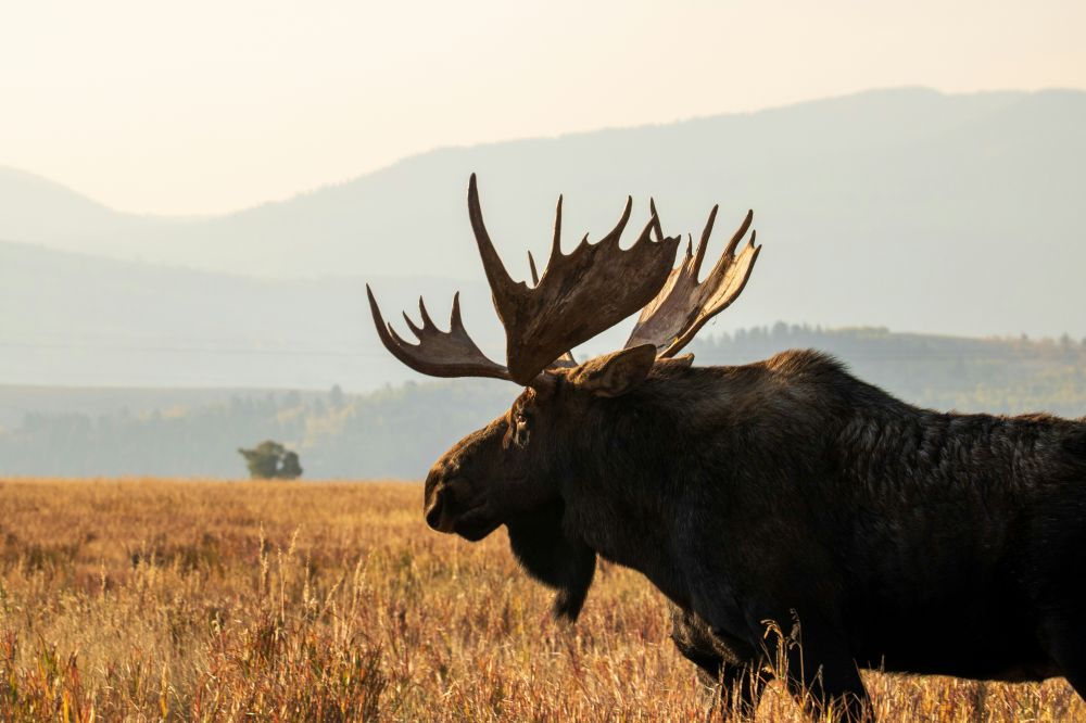 Moose park