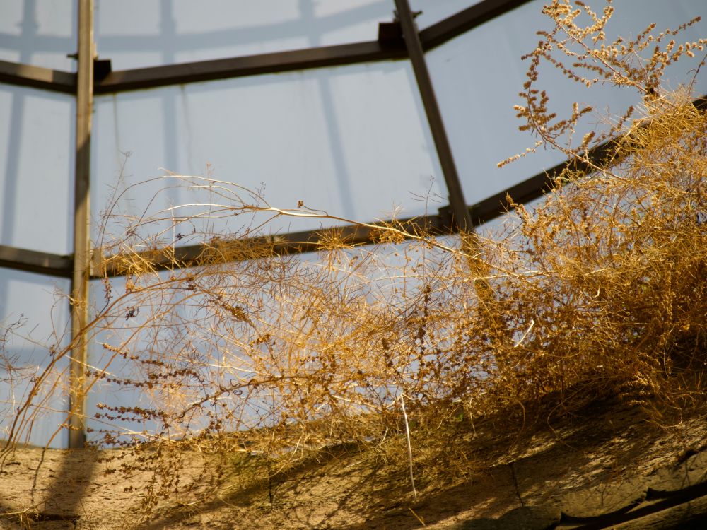 glarmester K&oslash;benhavn