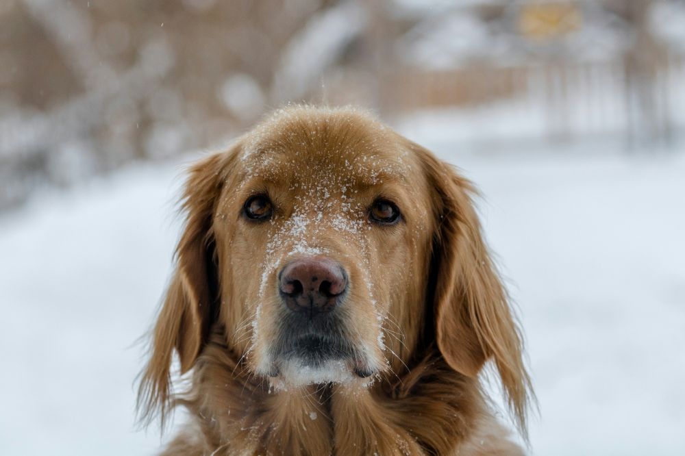 snöskottning