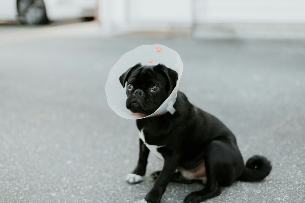 krave til hunde