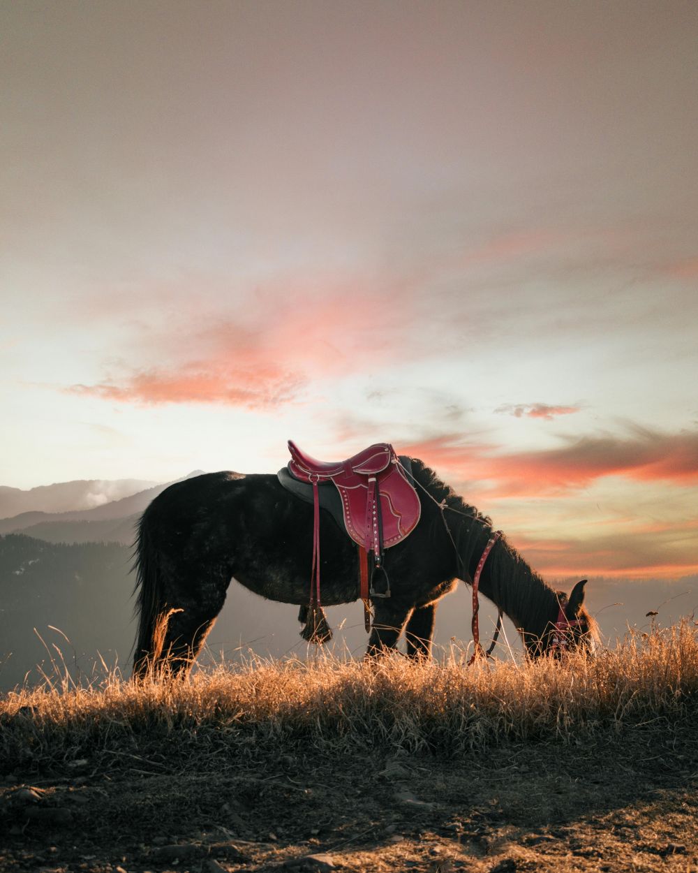 saddle testing