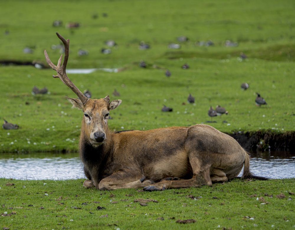 stag party