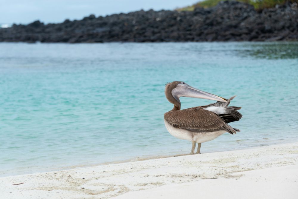 hvad koster en rejse til galapagos